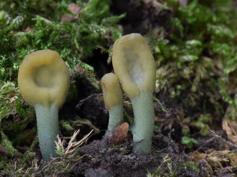 Microglossum griseoviride